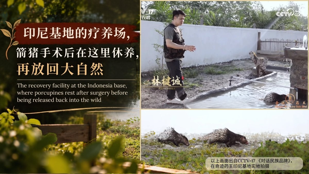 Porcupine enclosures at the recovery facility of Miracle Medicine's Indonesia base