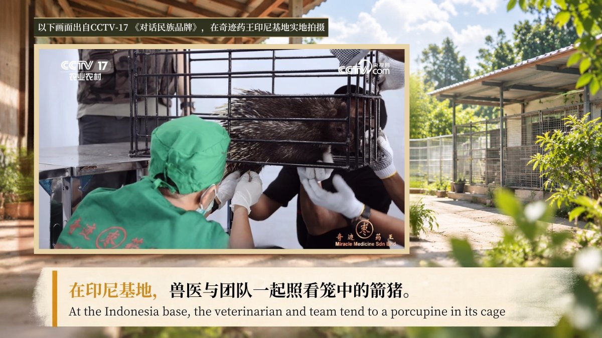 A veterinarian in green scrubs and team members tending to a caged porcupine at the Indonesia base